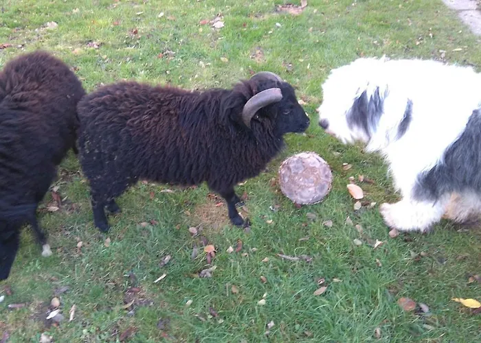 Le Jardin Des Ecureuils Pensionat
